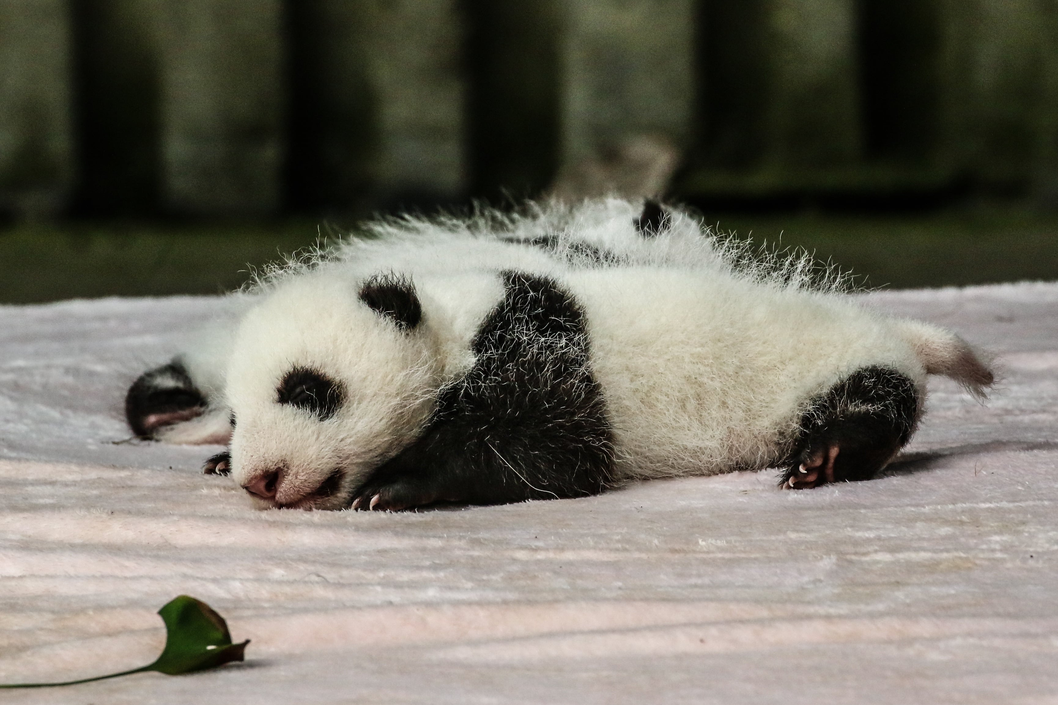 10-Day Beijing-Chengdu-Chongqing-Shanghai Tour